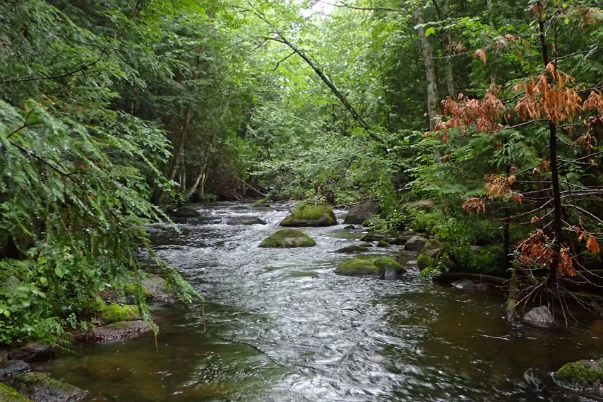A small inland stream winds through heavy forest cover. 